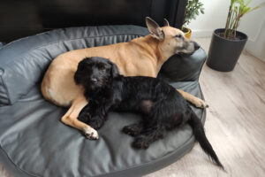 Domowy Hotel dla psów Szprotawa, Zielona Góra